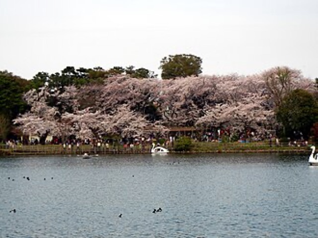 洗足池公園